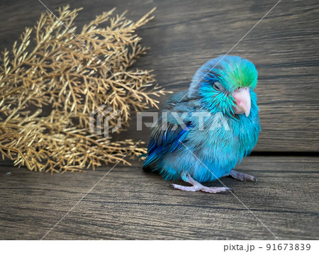 Forpus blue color parrot bird on the table Forpus blue color parrot bird on the table 91673839