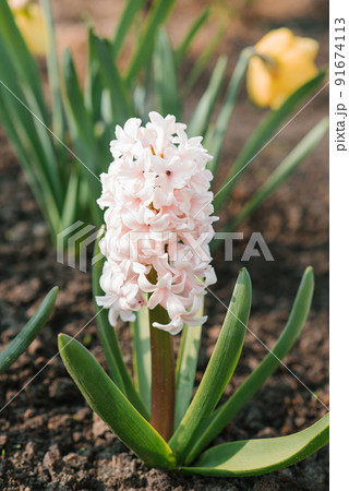 Hyacinth "Apricot Passion" blooms in the garden in spring 91674113