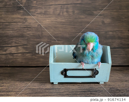 Forpus blue color parrot bird on the table 91674134