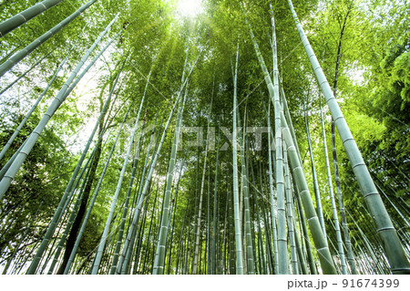 竹 竹 91674399