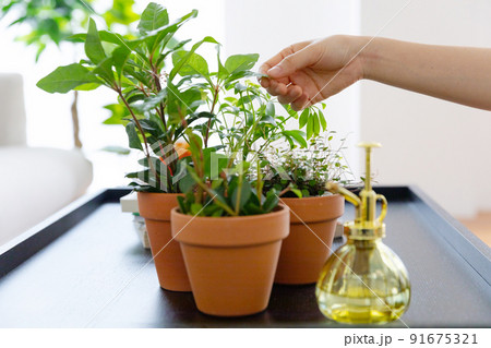 houseplant indoor plant decoration_table, sofa 91675321