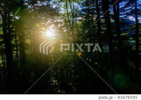 夜明けの森(南アルプス) 夜明けの森(南アルプス) 91676505