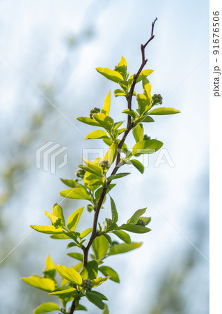 A branch with young leaves in natural conditions in spring. A branch with young leaves in natural conditions in spring. 91676506