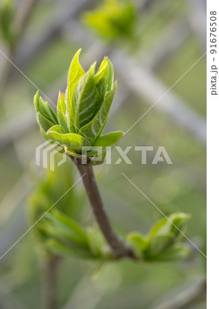 A branch with young leaves in natural conditions in spring. 91676508