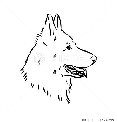 pedigree dog drawn in ink by hand without a background pedigree dog drawn in ink by hand without a background 91676949