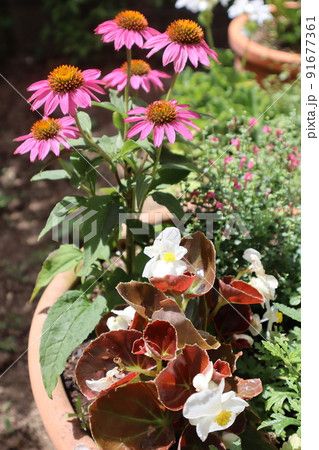 夏の花エキナセアの寄せ植え 夏の花エキナセアの寄せ植え 91677361