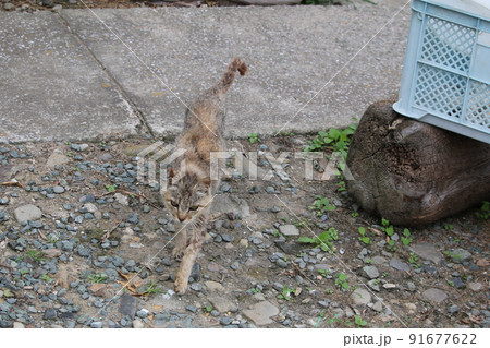 青島の猫 91677622