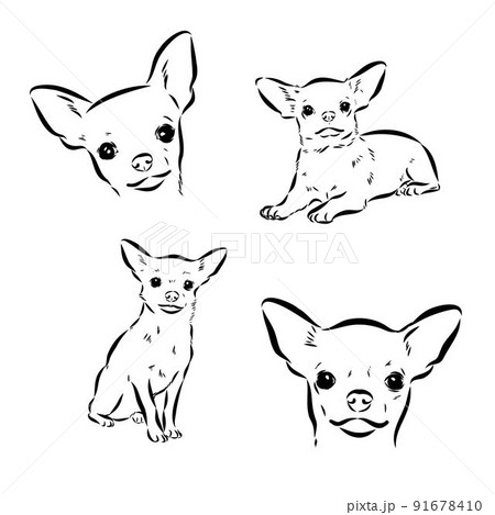 Cute Little Chihuahua Sketch Drawn Puppy Stock Vector Royalty Free  1598577802  Shutterstock