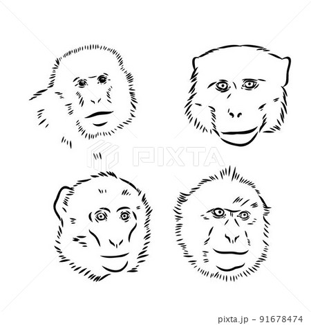 Monkey icon. Jungle macaque outline badge. Zoo animal. Vector illustration. 91678474