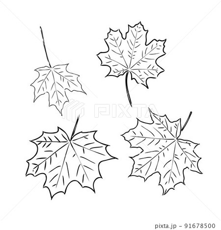 fall leaf clipart, black and white leaf drawing, vector clipart fall leaf clipart, black and white leaf drawing, vector clipart 91678500