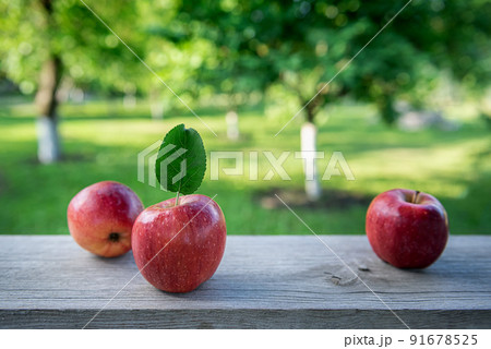 Three red apples with green leaf at orchard garden 91678525