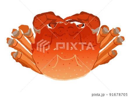 上海蟹（上海ガニ）のイラスト 91678705