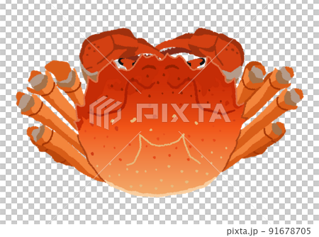 上海蟹（上海ガニ）のイラスト 91678705