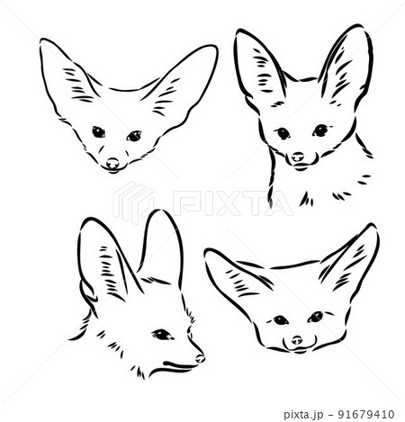 Vector illustration of a young fennec fox walking. fox fenek vector sketch Vector illustration of a young fennec fox walking. fox fenek vector sketch 91679410