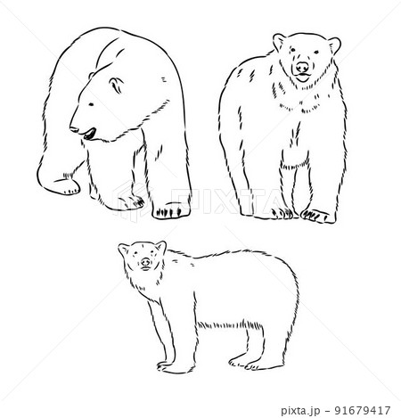 Hand Sketch Head of Polar Bear. Vector illustration 91679417