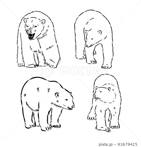 Hand Sketch Head of Polar Bear. Vector illustration 91679425