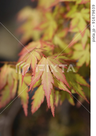 Japanese Maple Orange Dream 91679639