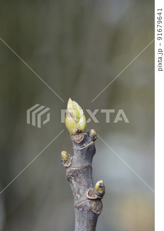 Fig Tree Brogiotto Bianco 91679641