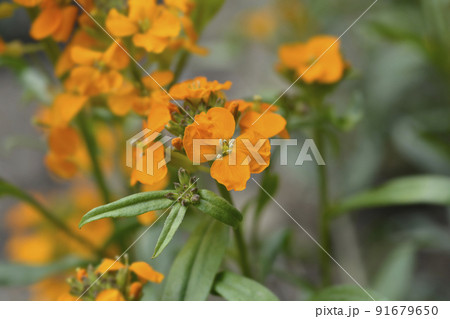 Siberian Wallflower 91679650