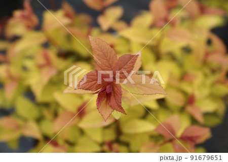 Japanese spirea Firelight 91679651
