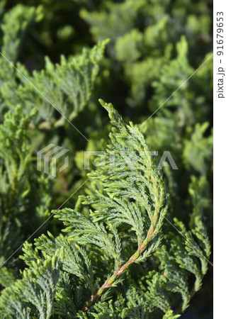 Creeping juniper Blue Chip 91679653