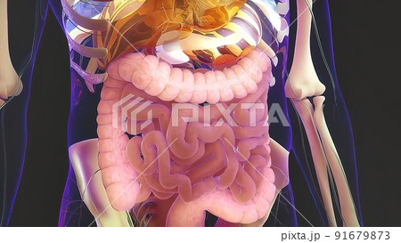 Digestion in the human digestive system. 91679873