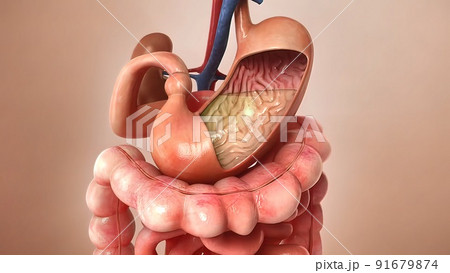 Human Digestive System Anatomy For Medical Concept 3D Illustration Human Digestive System Anatomy For Medical Concept 3D Illustration 91679874
