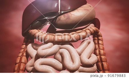 Digestive system, intestines, stomach and liver 91679883