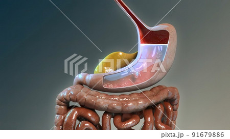 Physiological considerations in nutrient absorption from the gastrointestinal tract Physiological considerations in nutrient absorption from the gastrointestinal tract 91679886