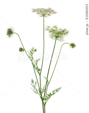 Wild carrot or Daucus carota, flowers isolated on white background. Medicinal herbal plant. Wild carrot or Daucus carota, flowers isolated on white background. Medicinal herbal plant. 91680005