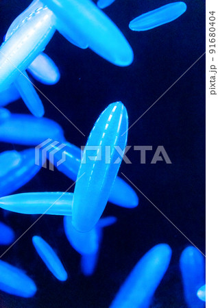 茨城県ひたちなか市 アクアワールド大洗水族館 茨城県ひたちなか市 アクアワールド大洗水族館 91680404