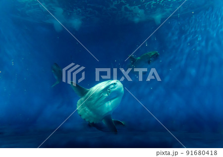 茨城県ひたちなか市 アクアワールド大洗水族館 茨城県ひたちなか市 アクアワールド大洗水族館 91680418