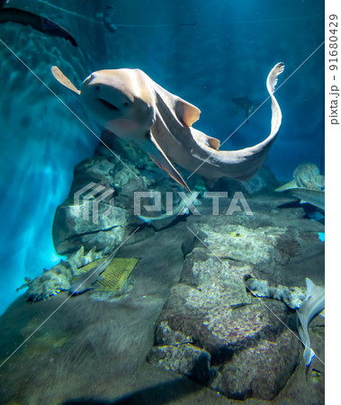 茨城県ひたちなか市 アクアワールド大洗水族館 茨城県ひたちなか市 アクアワールド大洗水族館 91680429