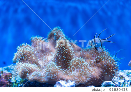 茨城県ひたちなか市 アクアワールド大洗水族館 茨城県ひたちなか市 アクアワールド大洗水族館 91680438