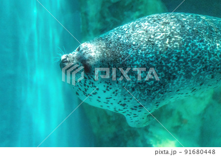 茨城県ひたちなか市 アクアワールド大洗水族館 茨城県ひたちなか市 アクアワールド大洗水族館 91680448