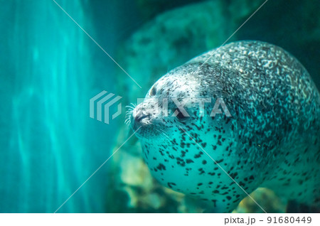 茨城県ひたちなか市 アクアワールド大洗水族館 茨城県ひたちなか市 アクアワールド大洗水族館 91680449