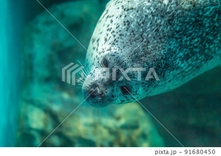 茨城県ひたちなか市 アクアワールド大洗水族館 茨城県ひたちなか市 アクアワールド大洗水族館 91680450