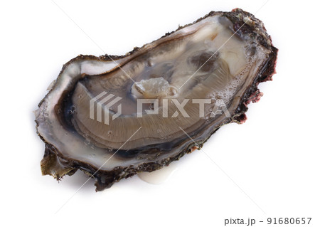 Oyster isolated on white Oyster isolated on white 91680657