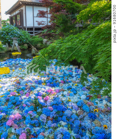 茨城県桜川市 初夏のアジサイ咲き誇る雨引観音の写真素材