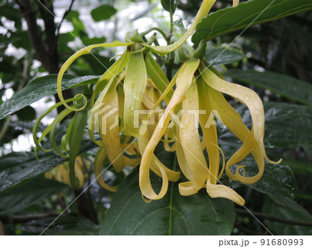 イランイランノキの花 Cananga odorata イランイランノキの花 Cananga odorata 91680993
