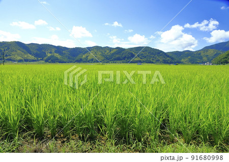 梅雨明け夏の田んぼの風景 梅雨明け夏の田んぼの風景 91680998