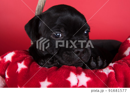 Black female American Staffordshire Terrier dog or AmStaff puppy on red background Black female American Staffordshire Terrier dog or AmStaff puppy on red background 91681577