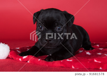 Black female American Staffordshire Terrier dog or AmStaff puppy on red background Black female American Staffordshire Terrier dog or AmStaff puppy on red background 91681578