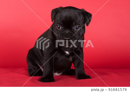 Black female American Staffordshire Terrier dog or AmStaff puppy on red background Black female American Staffordshire Terrier dog or AmStaff puppy on red background 91681579