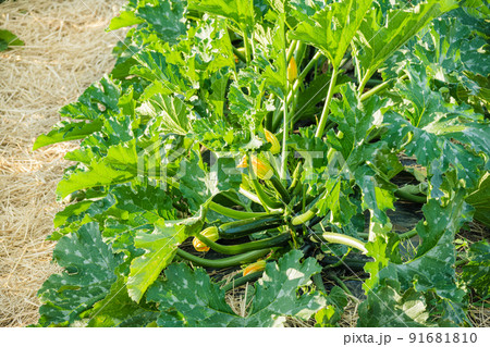 畑に実るズッキーニ 91681810