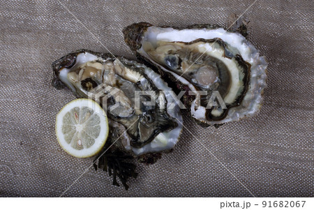 Oysters on bagging 91682067