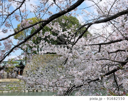 春の八代城跡　八代宮周辺の石垣と桜　（熊本県八代市） 91682550