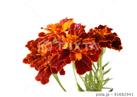 Growing marigolds isolated on white Growing marigolds isolated on white 91682941