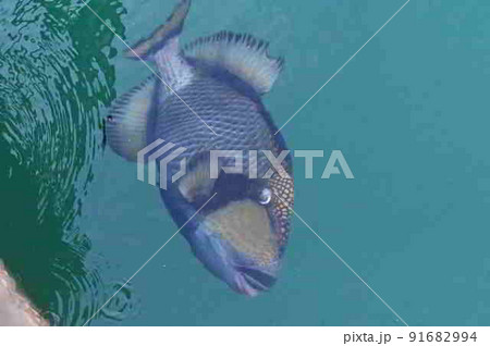 奄美大島の船溜りに寄ってくるゴマモンガラ 奄美大島の船溜りに寄ってくるゴマモンガラ 91682994