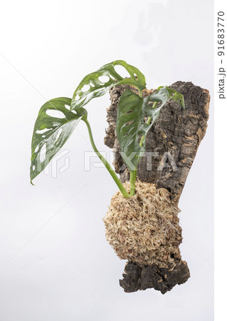 モンステラアクミナータのコルク仕立て 91683770